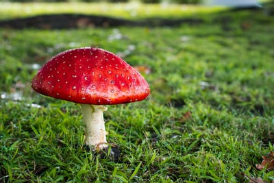 红色和白色的蘑菇在草地上
